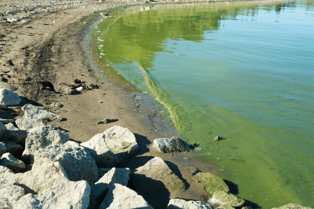 Blue-green algae (cyanobacteria) blooms decrease water quality by releasing toxins and unpalatable taste and odour compounds...