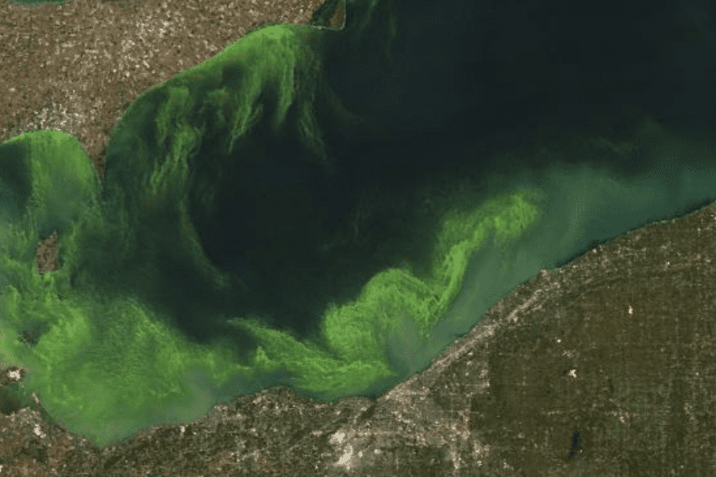 Cyanobacterial blooms are a major problem for reservoir managers because of the large numbers of cells and the toxins they contain...