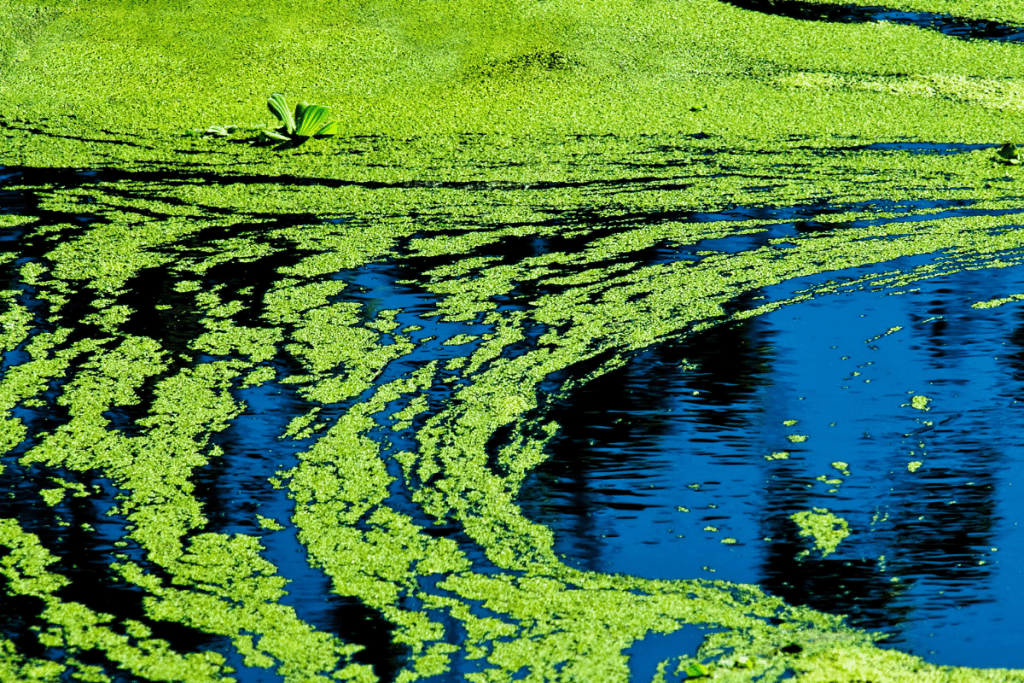 Cyanobacterial blooms in surface waters are a source of cells, taste and odour compounds, and a range of toxins...