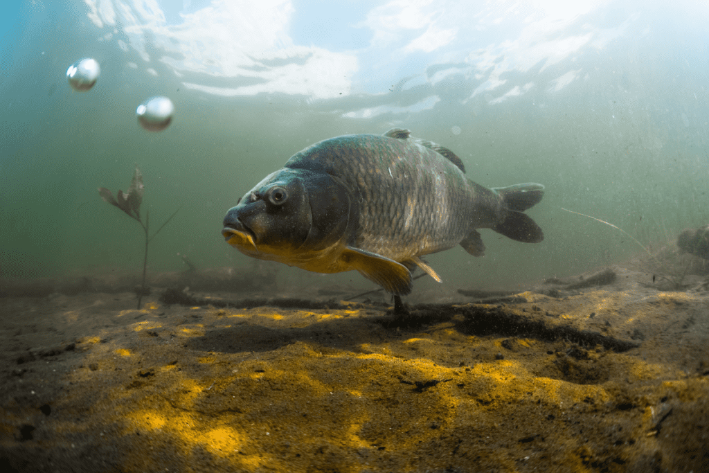 European carp have decimated native fish species in the Murray-Darling River...