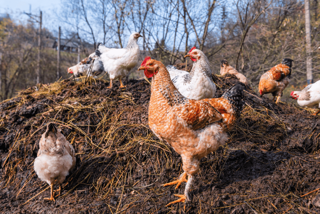 Chicken Manure represents one of the largest organic waste streams in Australia...